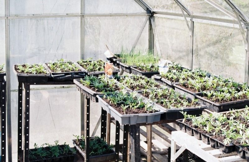 What to sow in the kitchen garden in April What to sow in the kitchen garden in April