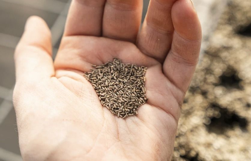What to sow in the kitchen garden in May What to sow in the kitchen garden in May