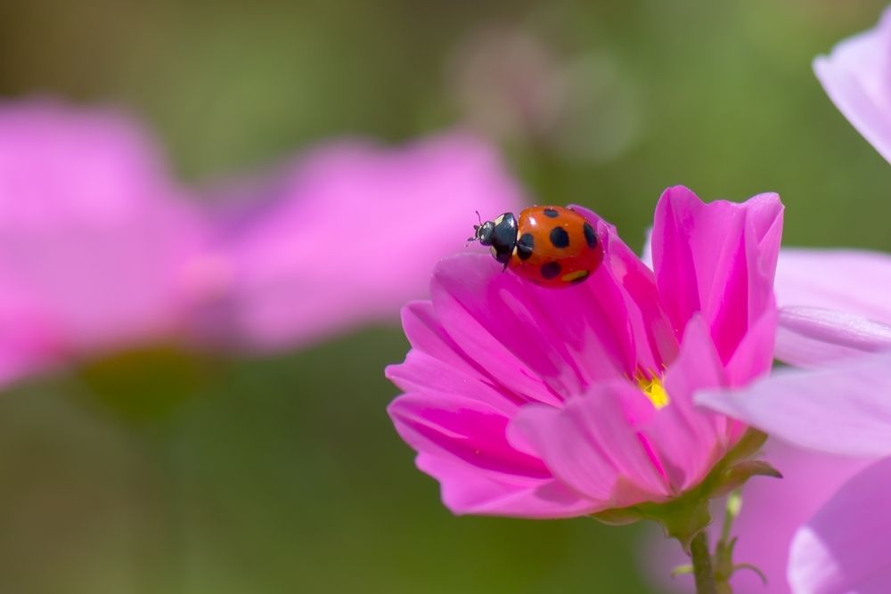 Wildlife that’s good for your garden Wildlife that’s good for your garden
