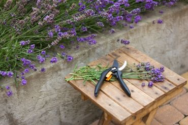 15 gardening tips for August