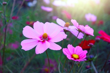 15 gardening tips for July