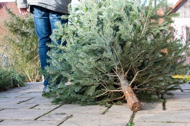 Ways to recycle your Christmas tree