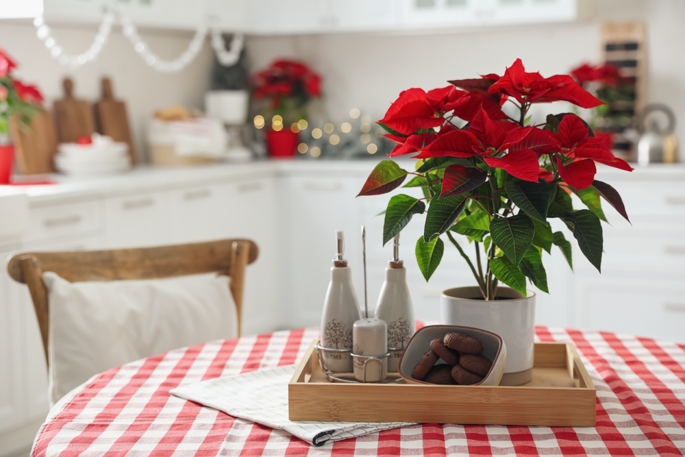 Discover the magical Christmas star Garsons