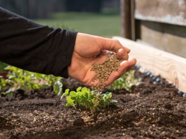 Explaining plant food and fertilizers