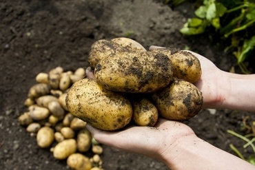 Explaining seed potatoes