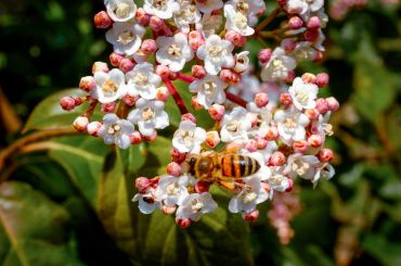 Garden plant: Viburnum