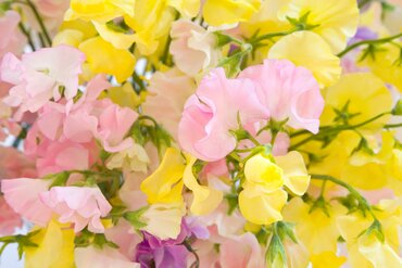 Gardening by Month - April