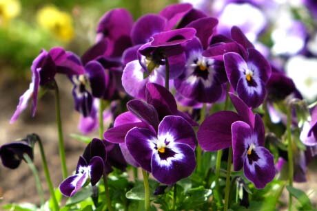 Gardening by Month - April