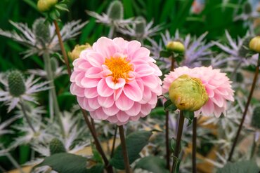 Gardening by Month - August