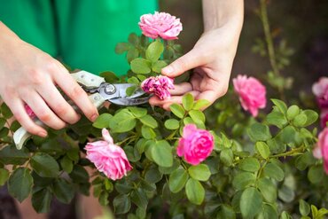 Gardening by Month - August