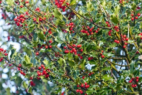 Gardening by Month - December