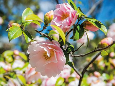 Gardening by Month - February