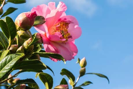 Gardening by Month - February