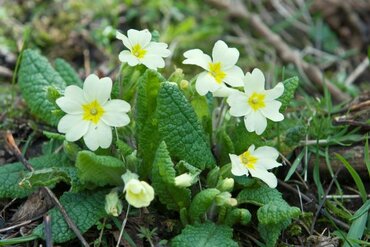 Gardening by Month - January