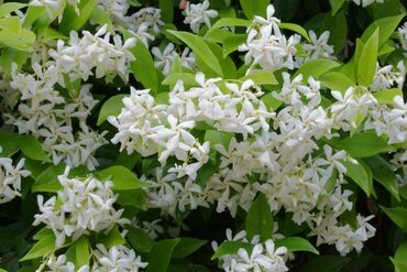 Gardening by Month - July