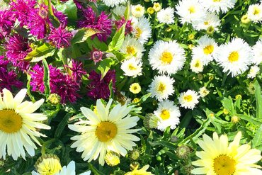 Gardening by Month - July