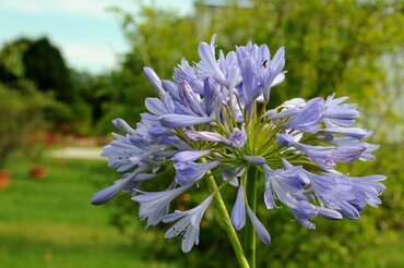 Gardening by Month - July