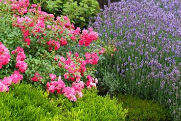 Gardening by Month - June