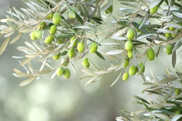 Gardening by Month - June