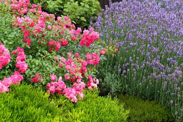 Gardening by Month - June
