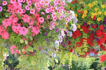 Gardening by Month - May
