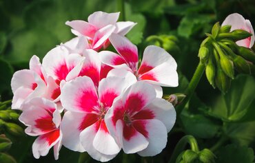 Gardening by Month - May