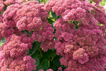 Gardening by Month - October