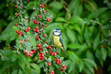 Gardening by Month - September