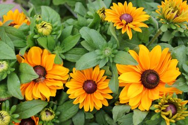Gardening by Month - September
