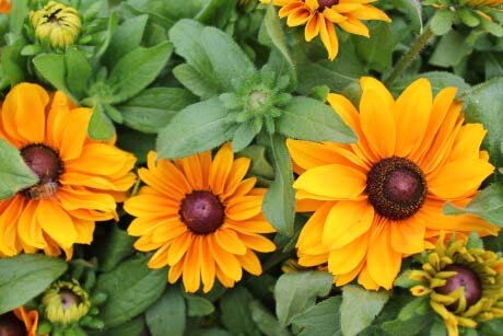 Gardening by Month - September