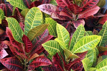 Houseplant: Croton