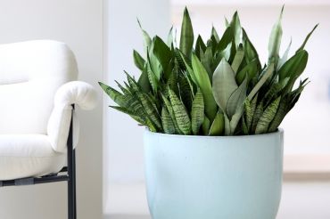 Houseplant: Sansevieria