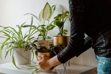 How to care for houseplants