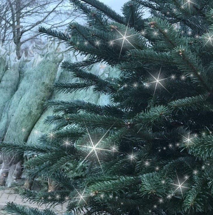 How to choose the perfect Christmas tree Garsons