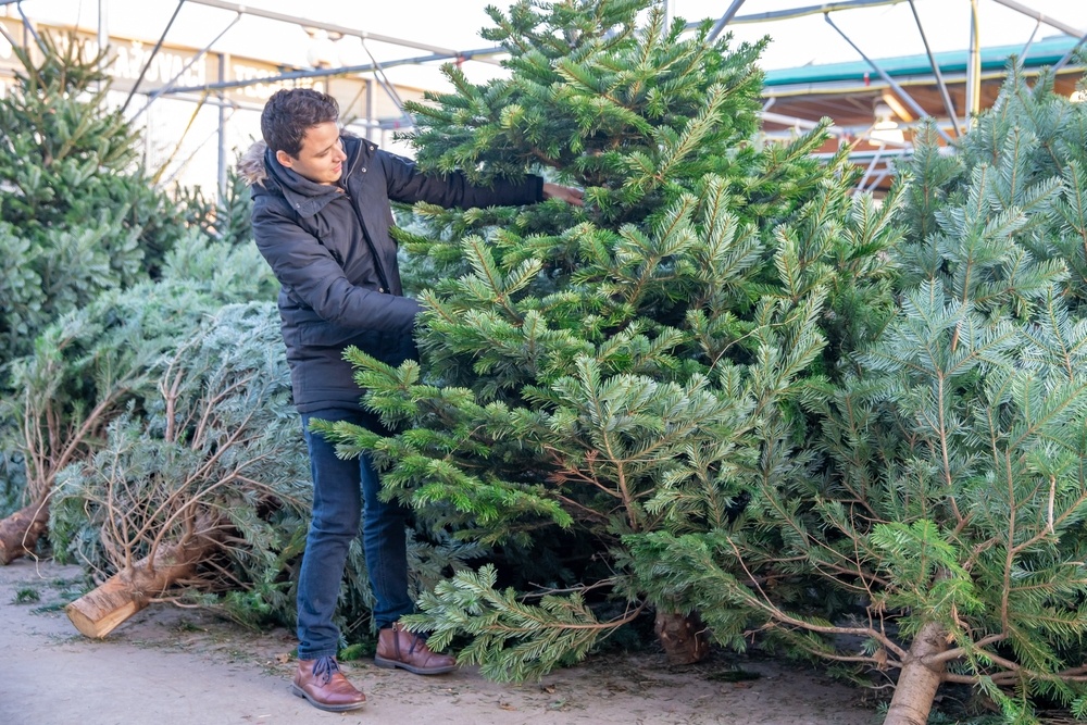 How to choose the right Christmas tree Garsons