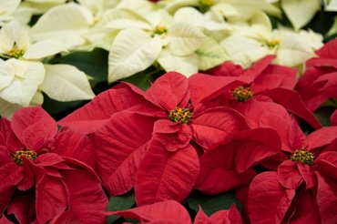 How to keep your poinsettia looking good for Christmas