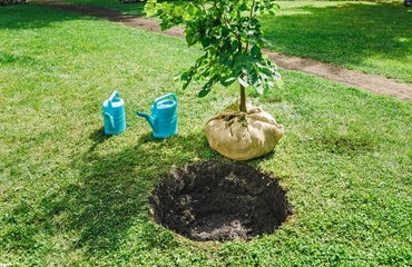 Plant a tree