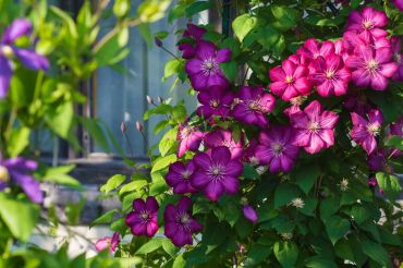 Plant of the Month: April