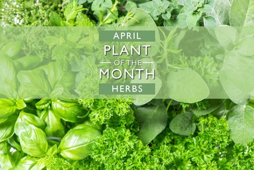 Plant of the Month: April