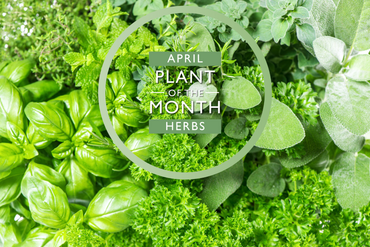 Plant of the Month: April