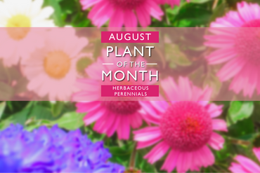 Plant of the Month: August