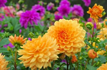 Plant of the Month: August