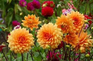 Plant of the Month: August