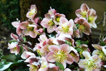 Plant of the Month: December