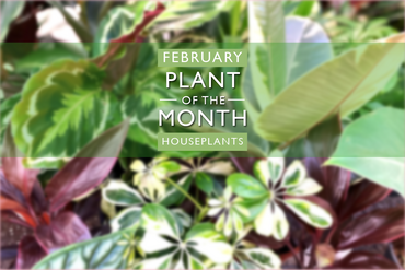 Plant of the Month: February
