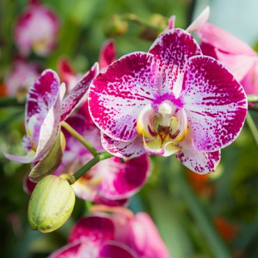 Plant of the Month: February