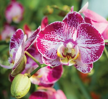 Plant of the Month: February