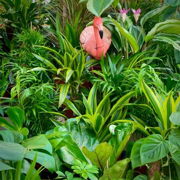 Plant of the Month: January