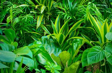 Plant of the Month: January