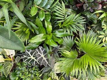 Plant of the Month: January